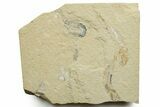 Cretaceous Fossil Shrimp and Fishes - Lebanon #376600-1